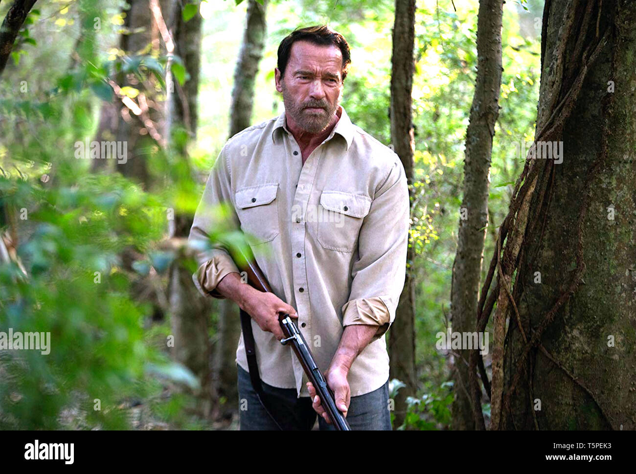 MAGGIE 2015 Lionsgate film with Arnold Schwarzenegger Stock Photo
