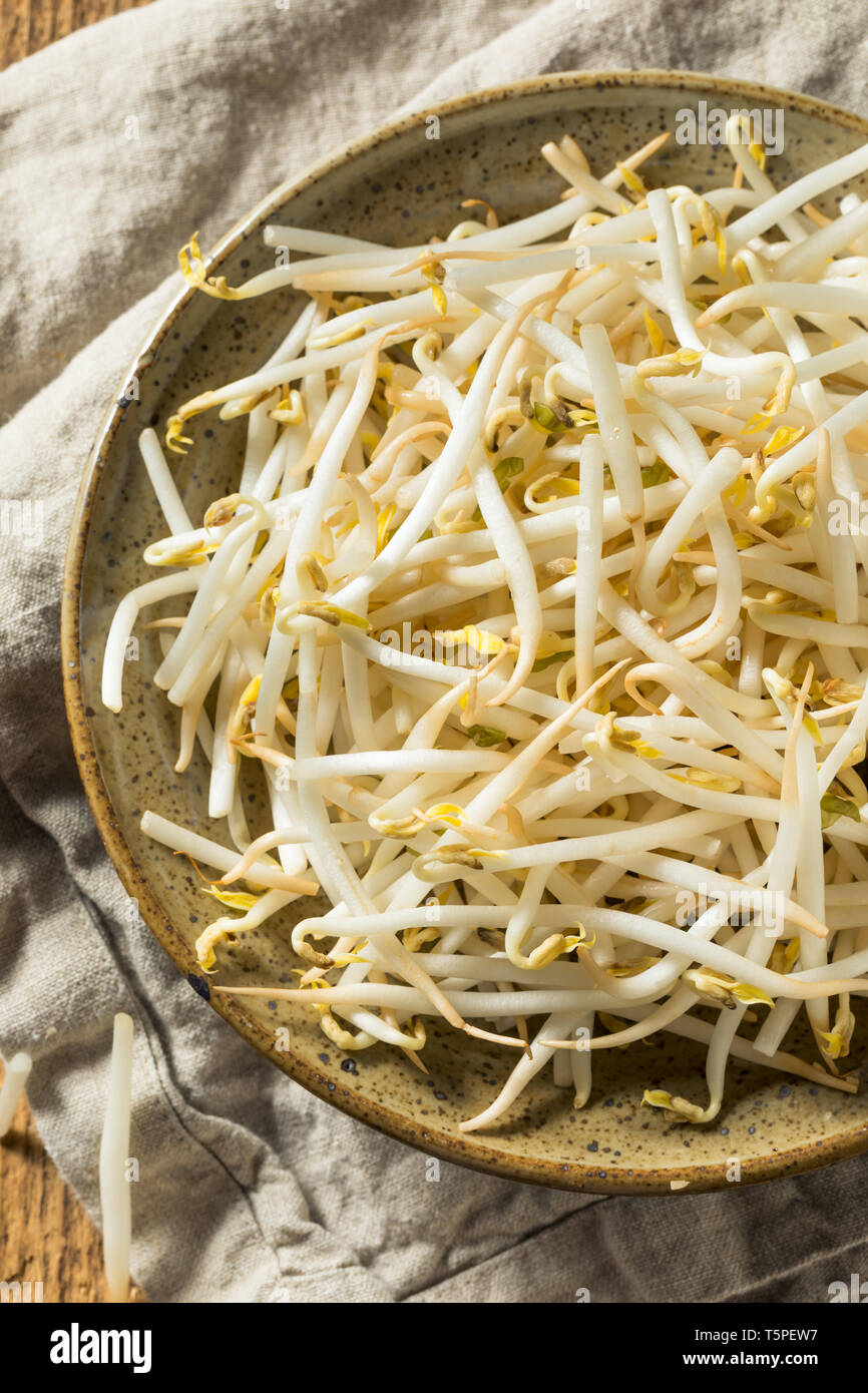 Raw White Organic Bean Sprouts in a Bowl Stock Photo