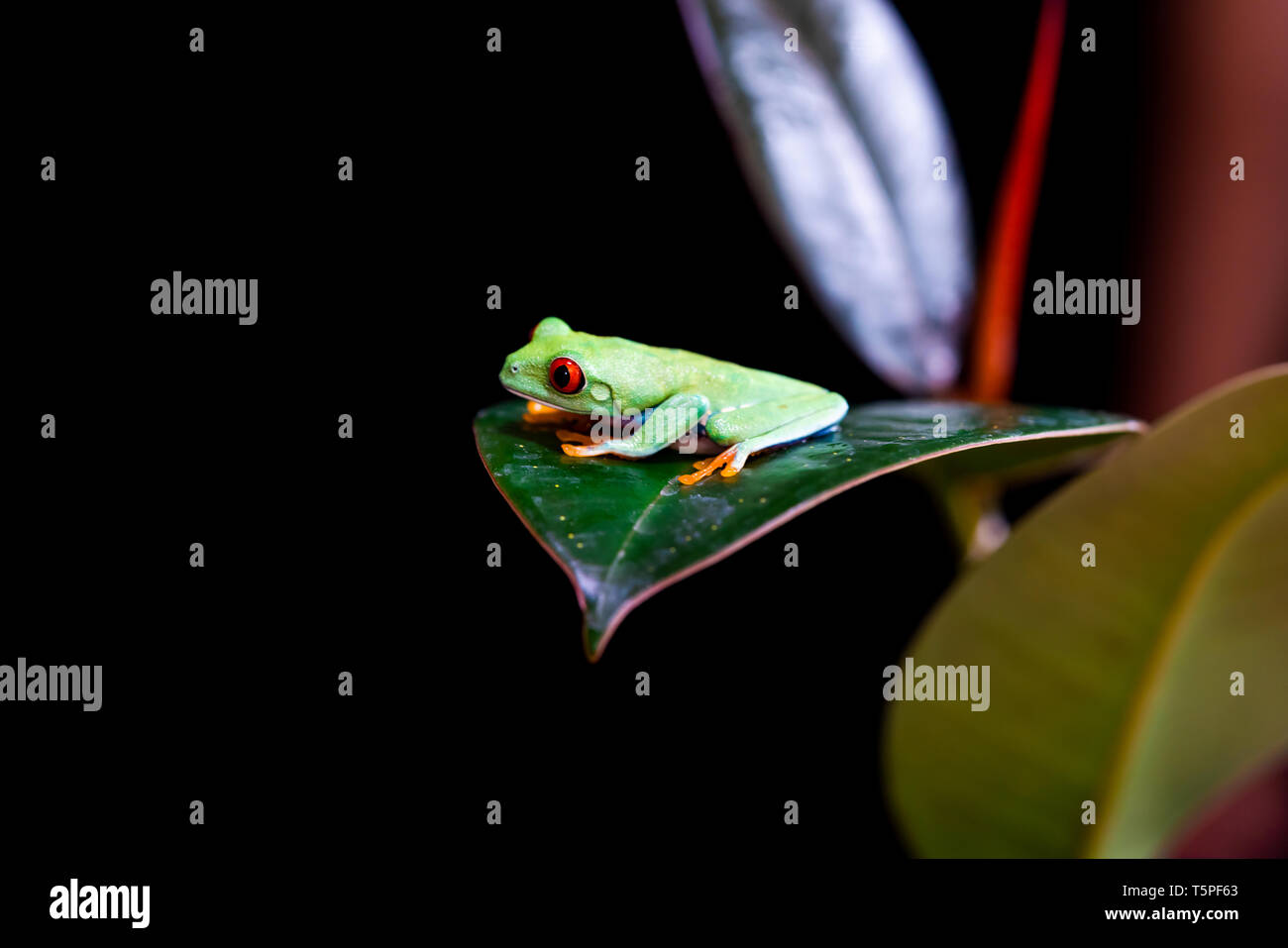 Red-eyed tree frog (Agalychnis callidryas) sitting on a leaf - closeup with selective focus. Black background Stock Photo