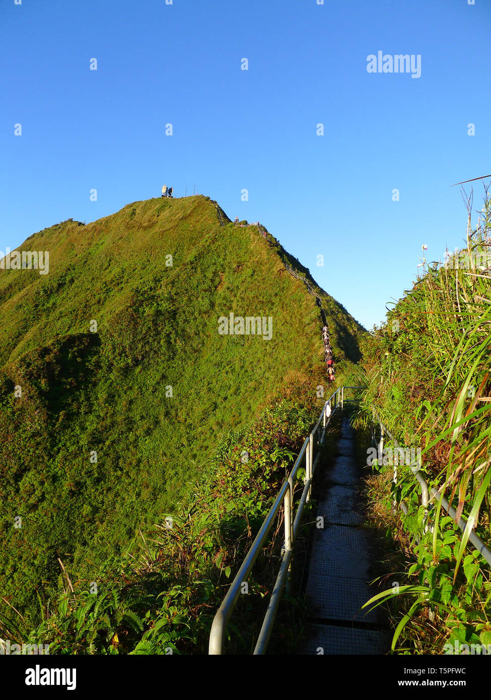 Famous Haiku stairs, stairway to heaven in the morning. Stock Photo