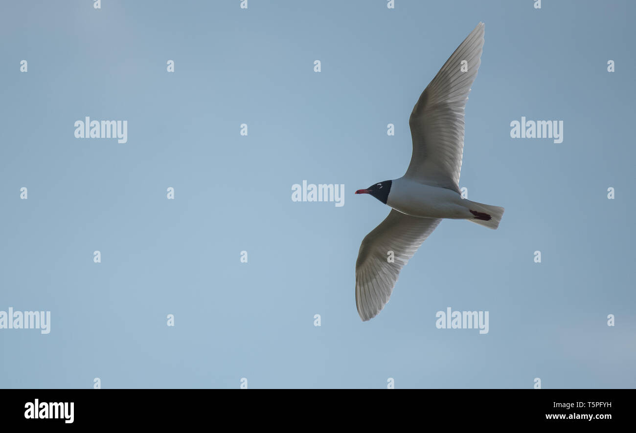 Mediterranean Gull (Ichthyaetus melanocephalus Stock Photo Alamy