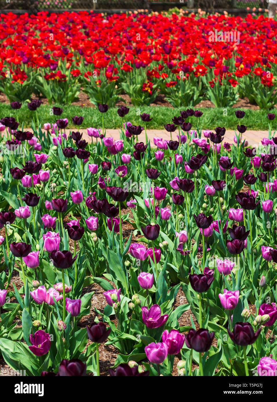Blocks of tulips form a geometric design in the walled garden on the