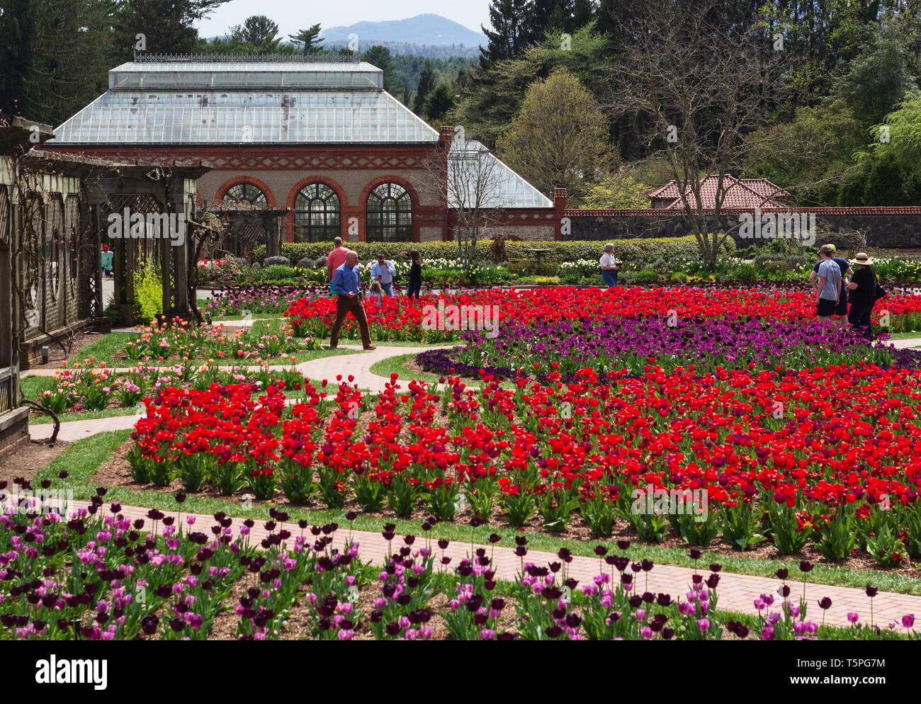 Tourists walk the formal paths to view the tulips in the walled garden at the Biltmore Estate in Asheville, NC, USA Stock Photo