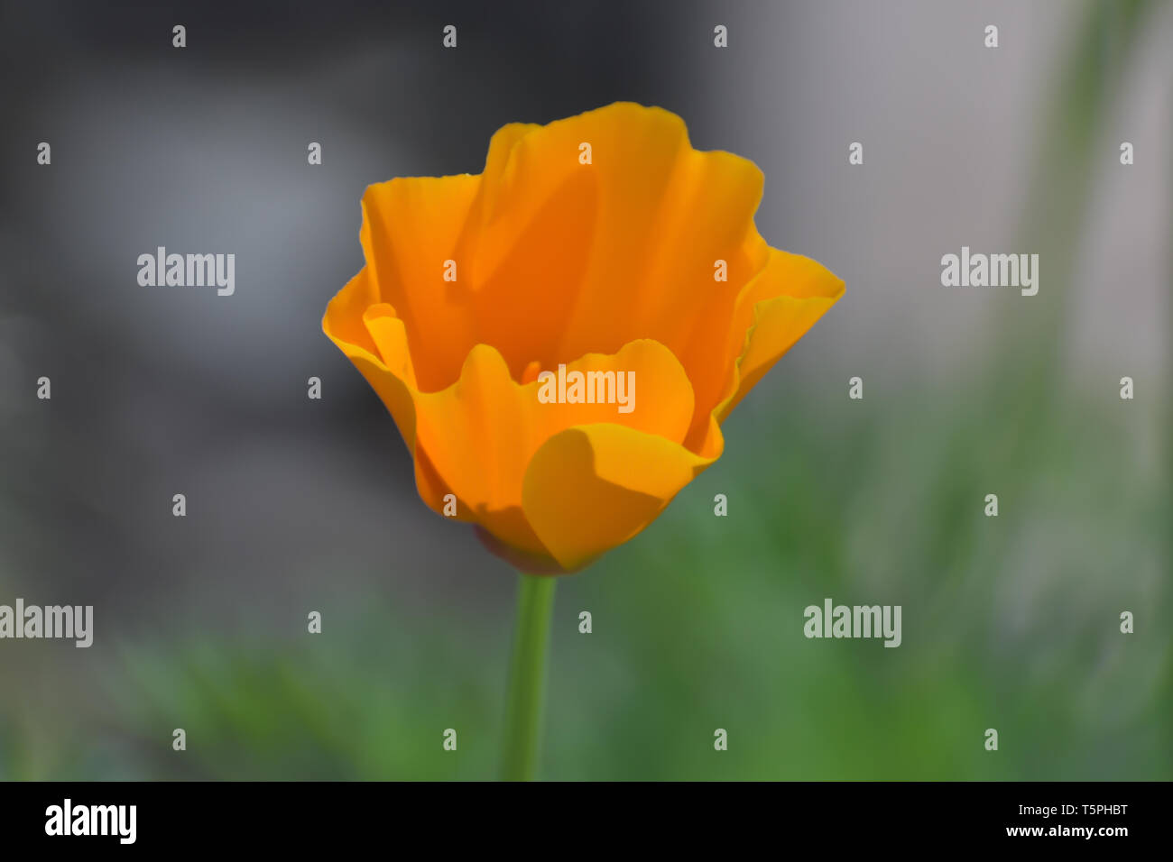 Close-up of a beautiful orange California poppy with a background blur of green plants. Stock Photo