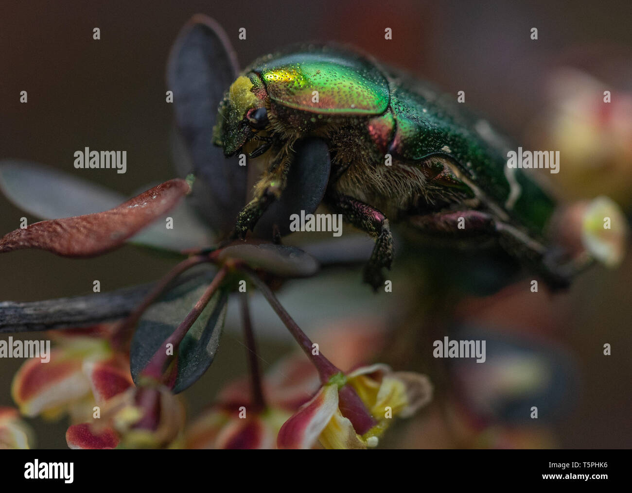 cetunia-aurata-hi-res-stock-photography-and-images-alamy