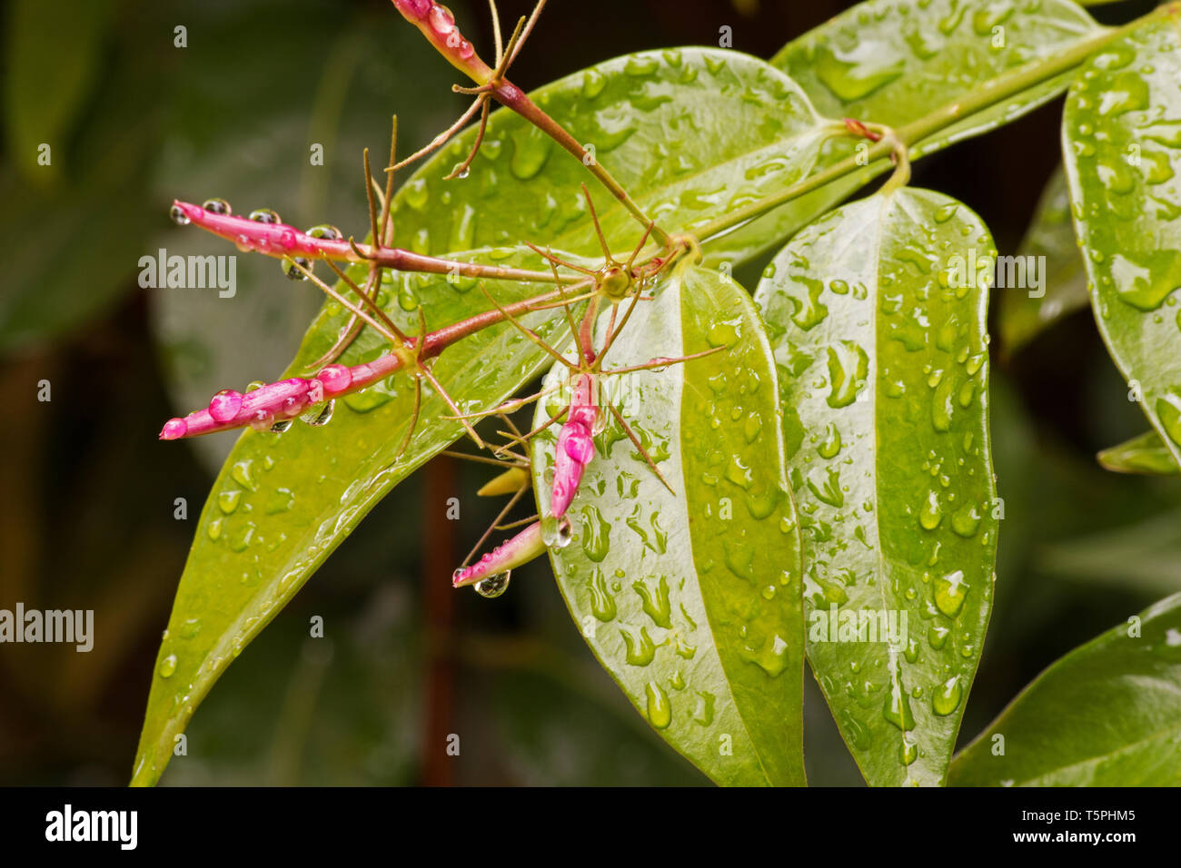 Budding jasmine plant with rain drops on natural background Stock Photo