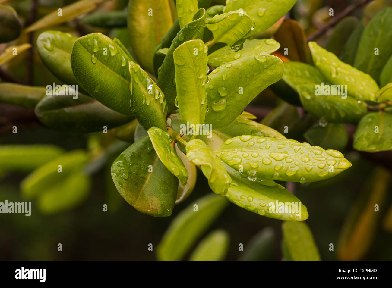 Allspice tree hires stock photography and images Alamy