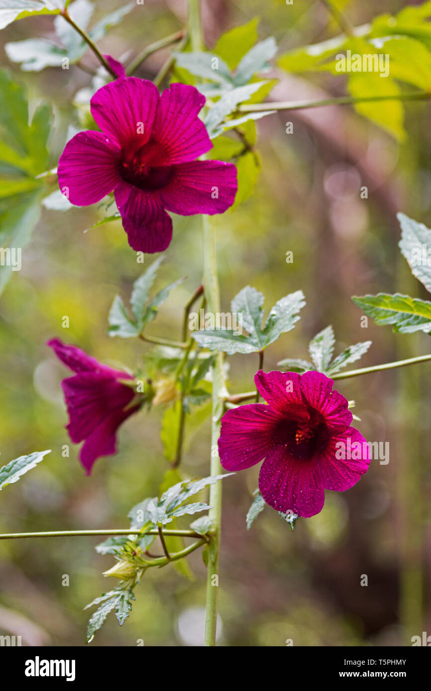 Late Roselle - Cody Cove Farm \u0026 Nursery, image size:866x1390