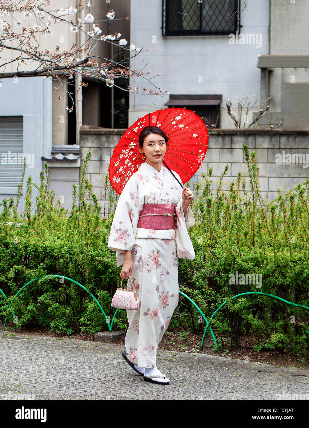 Beautiful Japanese woman in white kimono with red sash and red umbrella in a park next to a cherry blossom tree Stock Photo