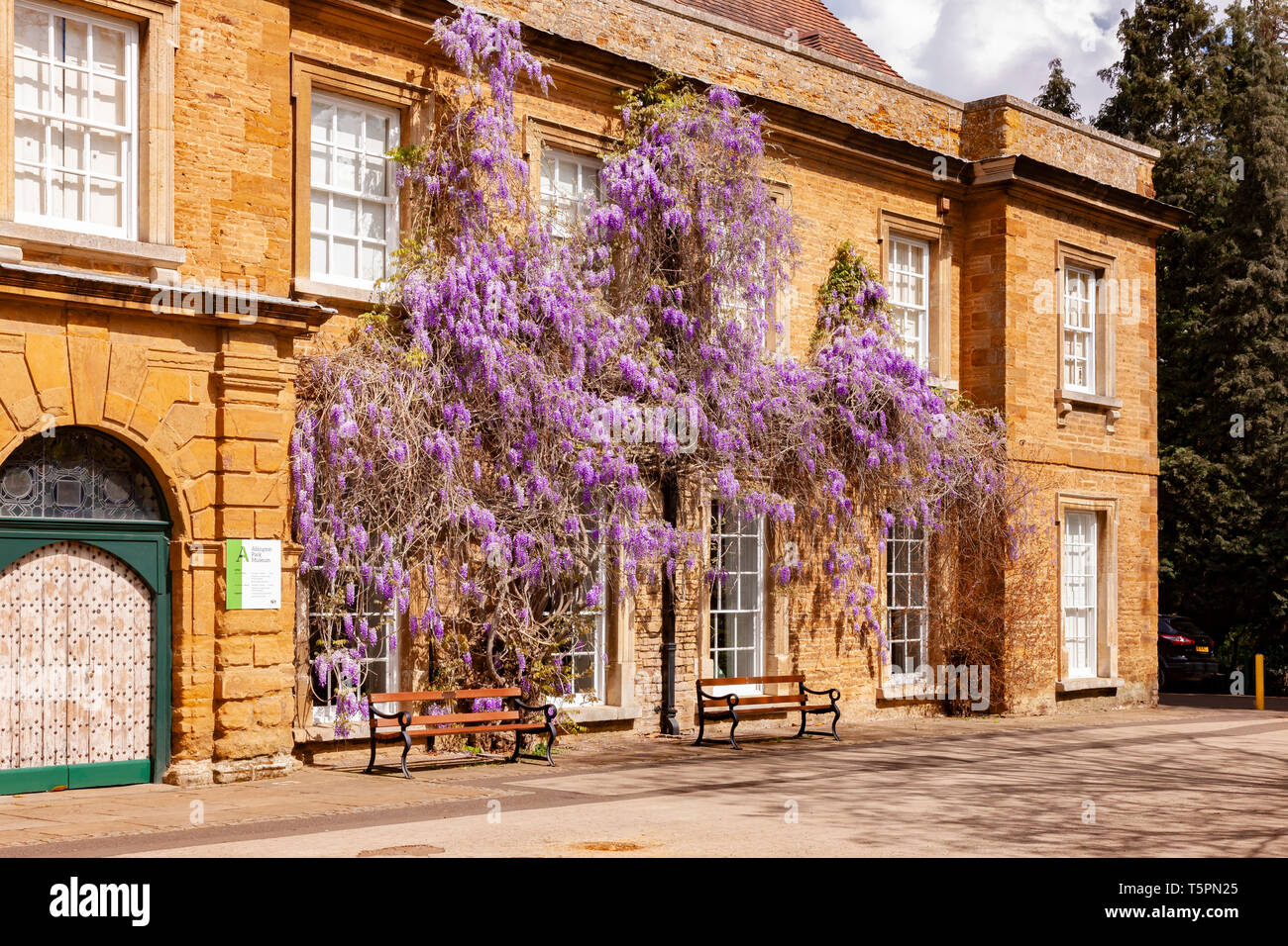 Northampton. 26th April 2019. UK Weather: Weather. Fine weather late morning, Abington Park looking colourful with the wisteria blossom on the front of the Museum. Credit: Keith J Smith./Alamy Live News Stock Photo