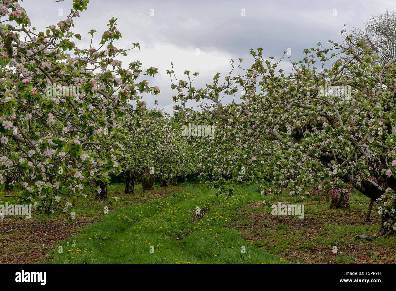 Knocknamuckley, Portadown, County Armagh, Northern Ireland. 26 Apr, 2019. Uk weather: increasing wind and grey sky indicates that storm Hannah is moving closer to the Uk and Ireland. Northern Ireland will experience gales and heavy rain but not to the same extent as other parts of the UK. The apple blossom here in this orchard at Knocknamuckley will be badly affected. Credit: David Hunter/Alamy Live News. Stock Photo