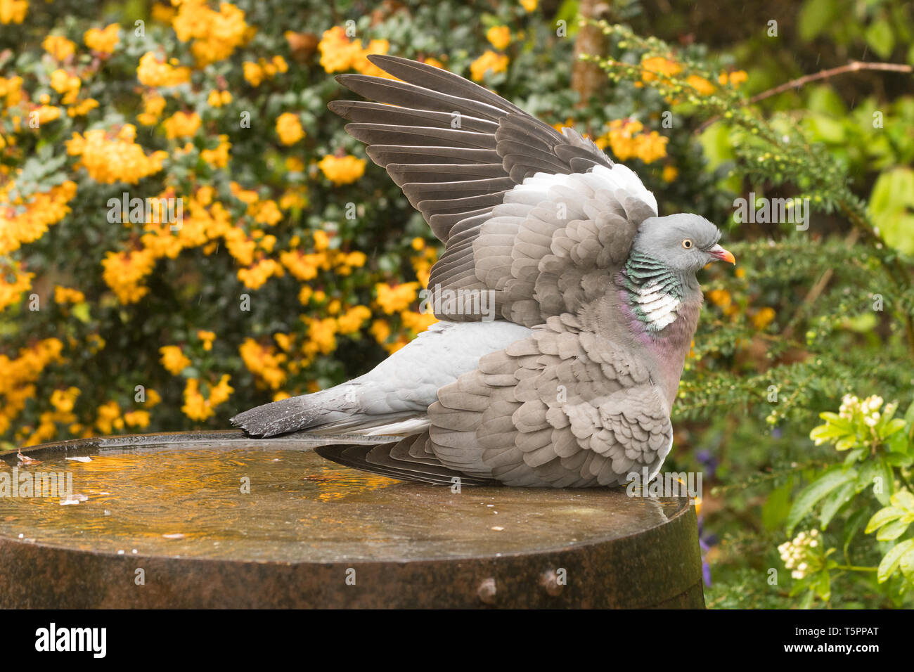 Stirlingshire Scotland Uk 26th Apr 2019 Uk Weather Wood Pigeons Taking A Shower On A Showery Day In Stirlingshire Holding Wings Upright One At A Time Allowing The Rain To Clean