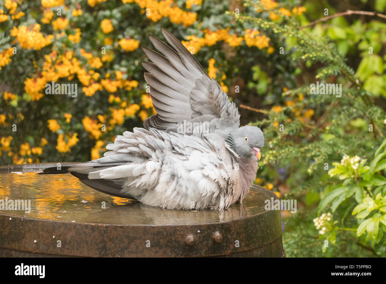 Stirlingshire Scotland Uk 26th Apr 2019 Uk Weather Wood Pigeons Taking A Shower On A Showery Day In Stirlingshire Holding Wings Upright One At A Time Allowing The Rain To Clean