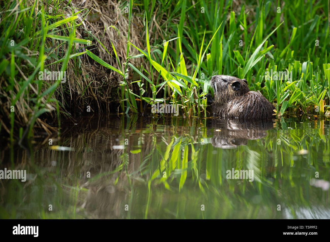 Nutria Eating Reeds Nutria lisa hi-res stock photography and images - Alamy
