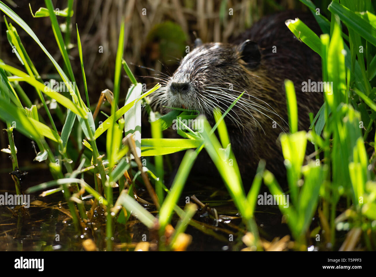 Nutria Eating Reeds Nutria lisa hi-res stock photography and images - Alamy