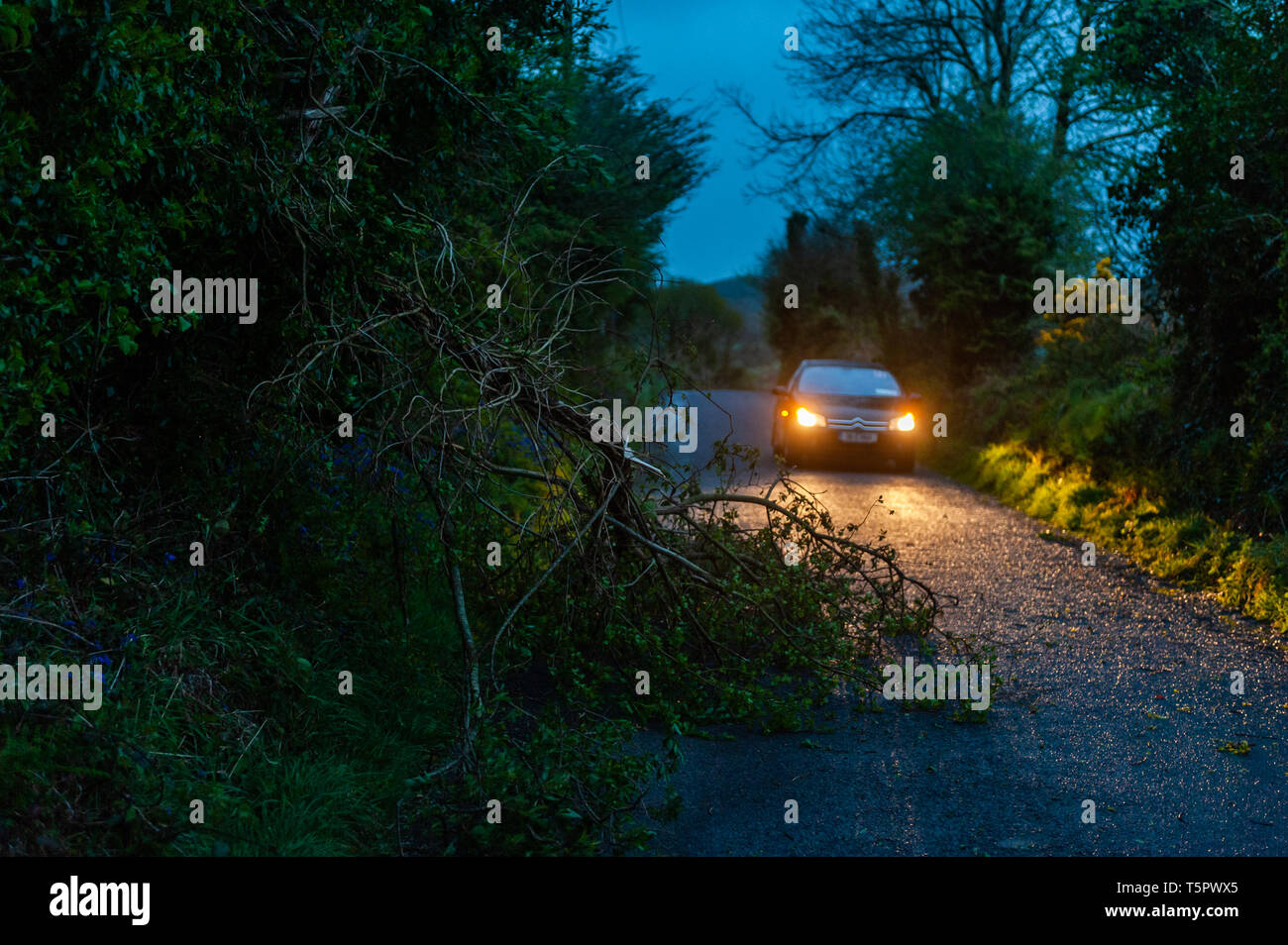 Ballydehob, West Cork, Ireland. 26th Apr, 2019. Part of a tree partially blocks the road near Ballydehob this evening as much of the south and west of Ireland is under an Orange Wind Warning issued by Met Eireann. Winds have reached 80KMH with gusts of up to 140KMH. Credit: Andy Gibson/Alamy Live News. Stock Photo