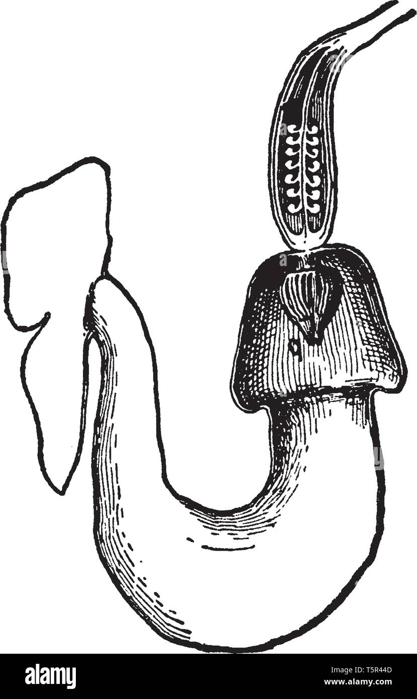 A Picture shows longitudinal section of Aristolochia Macrophylla Plant. The common names are Dutchman's pipe and pipe vine. The ovary and the swelling Stock Vector