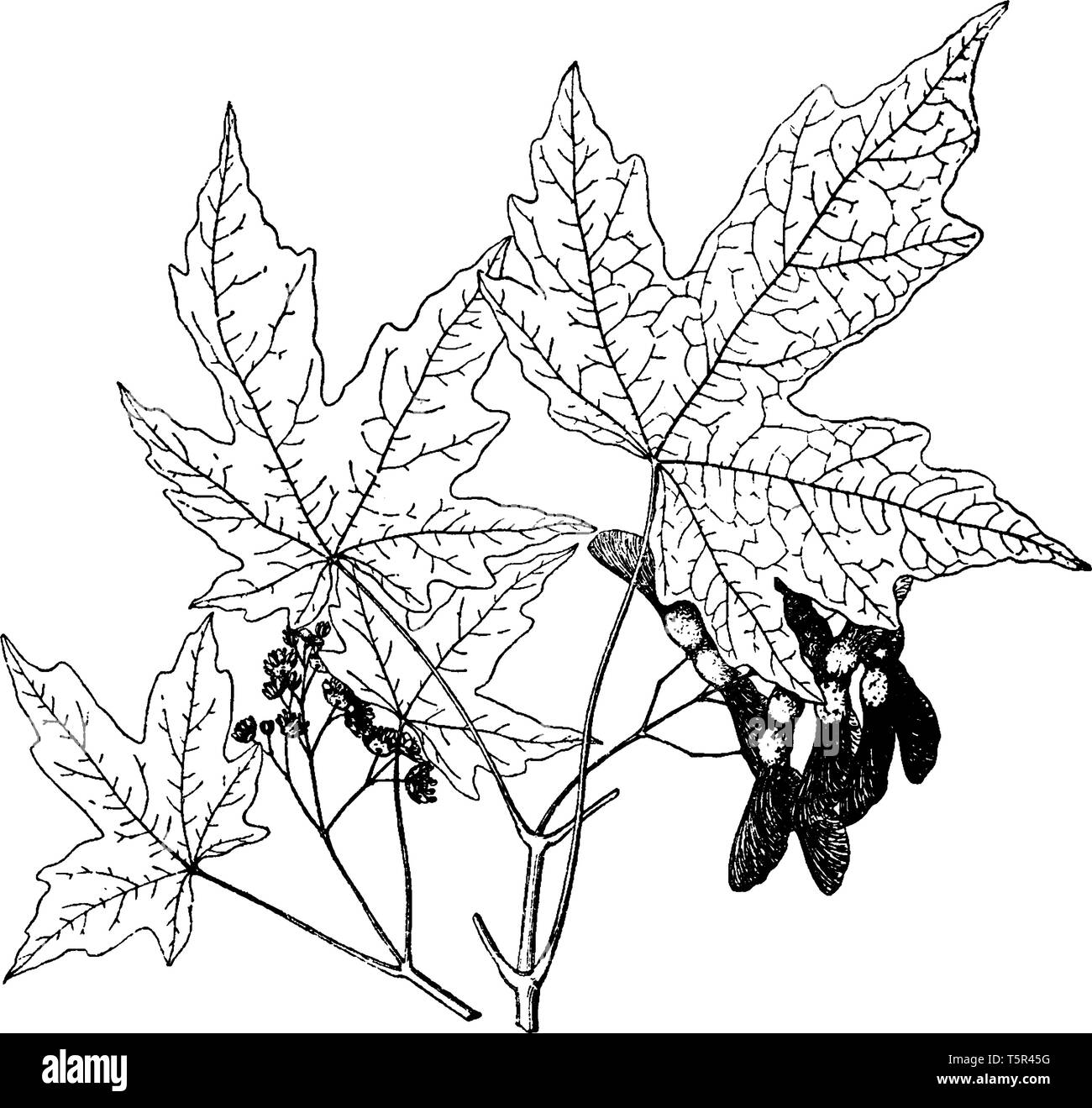 This is leafy branch of Acer Miyabei and is species of Maple. It's branches are corky, vintage line drawing or engraving illustration. Stock Vector