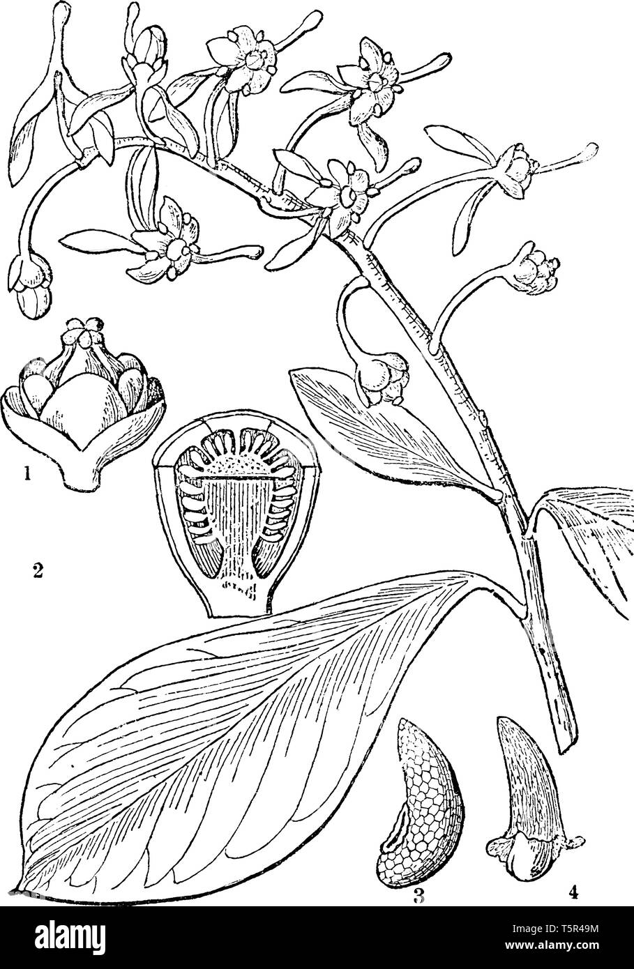 A picture, that's showing a Ruyschia plant parts. This picture is showing a section of the ovary, seed, and flower. The stem is thick and rounded, vin Stock Vector
