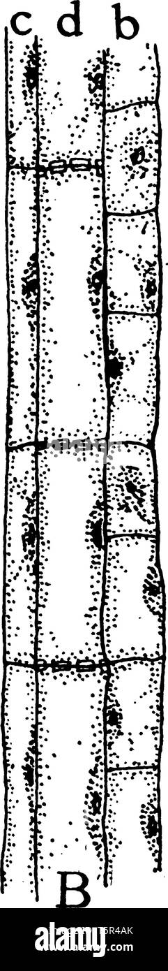 A picture showing the second stage of development of the sieve tubes, the accompanying cells and the phloem parenchyma, vintage line drawing or engrav Stock Vector