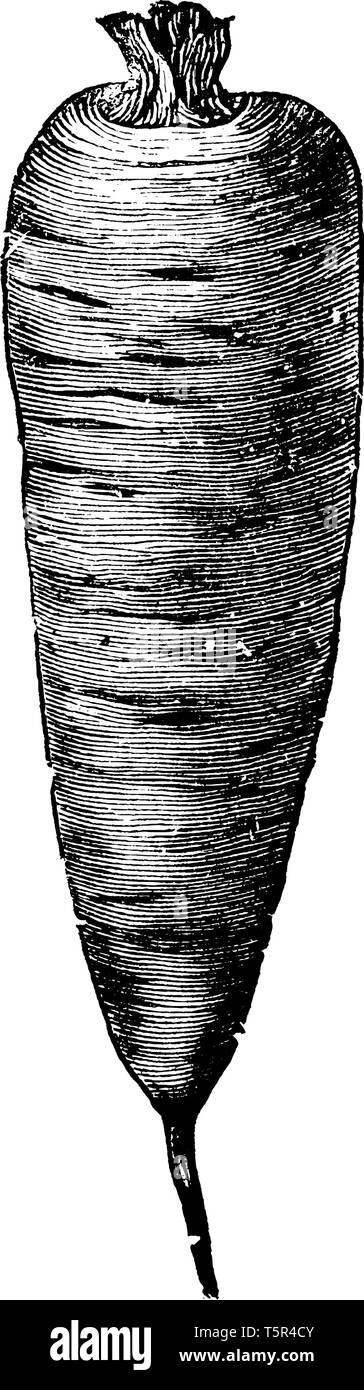 There are horizontal lines on it, the upper side is widespread, and roots are slender and blunt, the looks like a cone, vintage line drawing or engrav Stock Vector