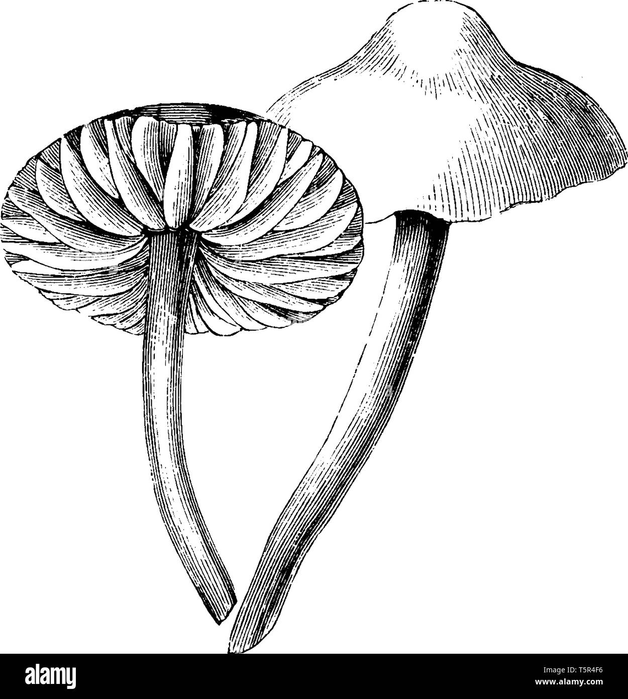 This is type of mushroom Stems are long thin The cap is thick broad