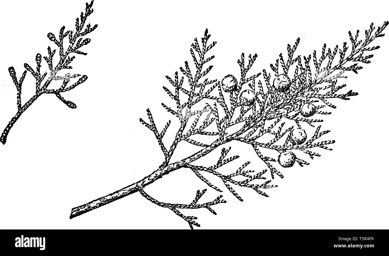 This is the picture of a twig of tree known as Juniperus Monosperma, vintage line drawing or engraving illustration. Stock Vector