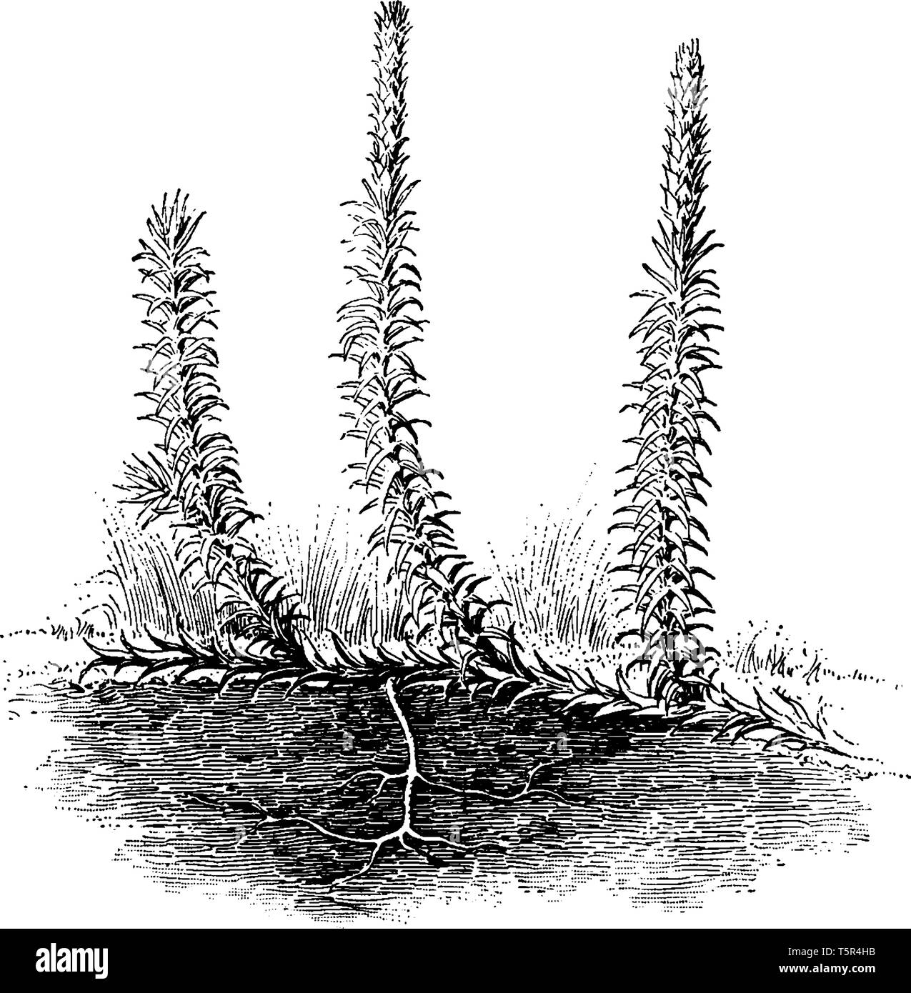 Club Moss Black And White Stock Photos Images Alamy
