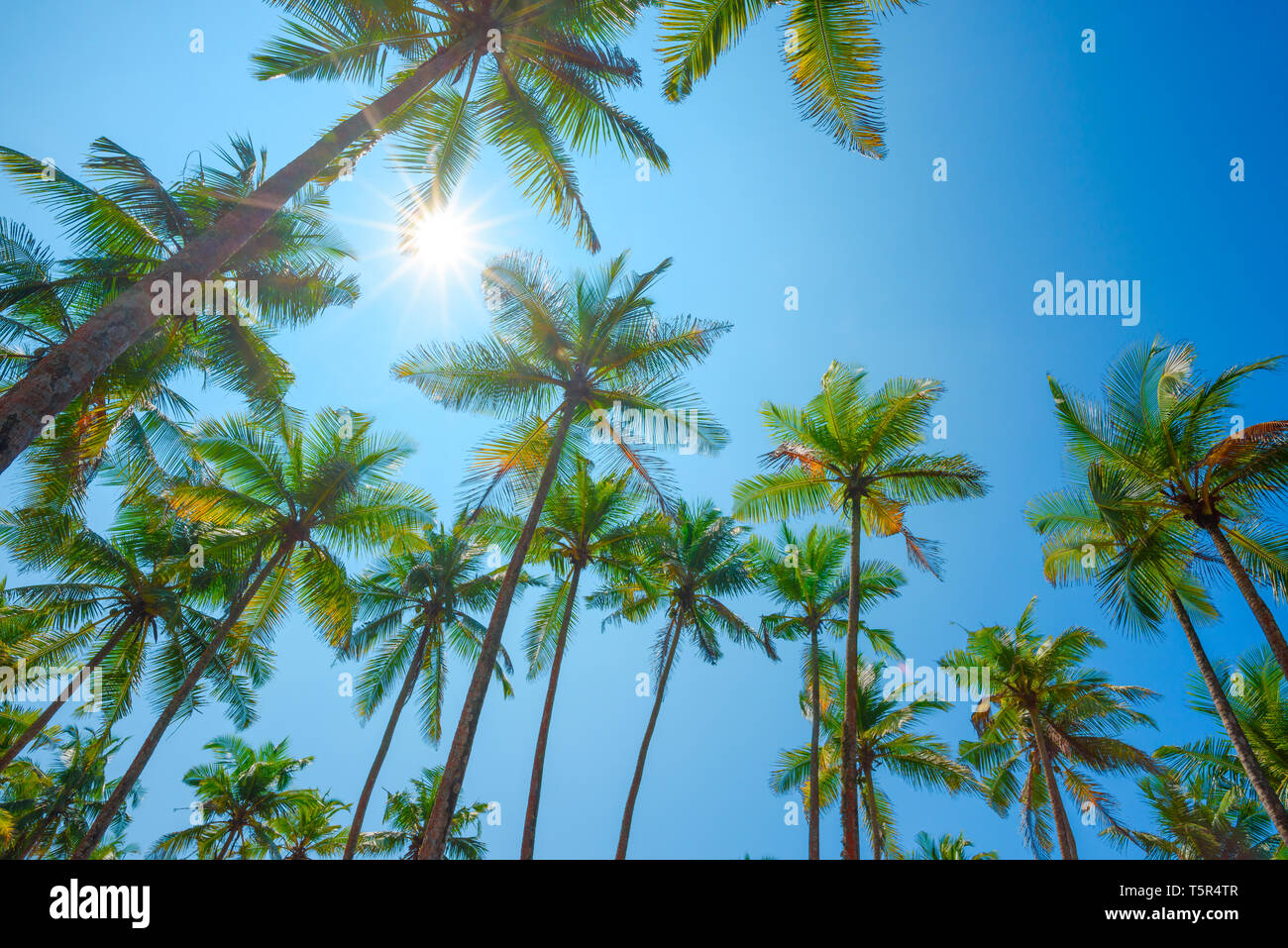 Tropical palm trees over clear blue summer sky with shining sun Stock ...