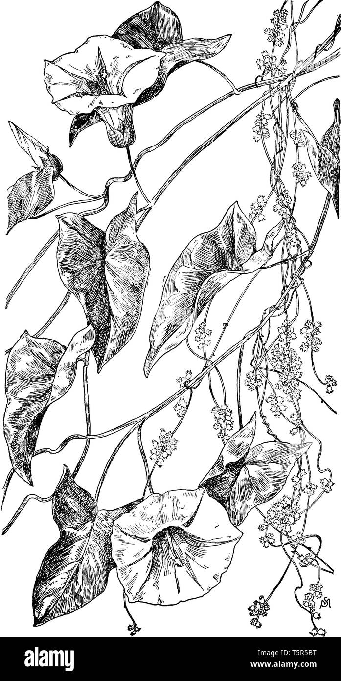 A picture, that's showing of Bindweed and Dodder vein. Funnel shaped flower and heart shaped leaves attach to branch and plant stems generally winding Stock Vector