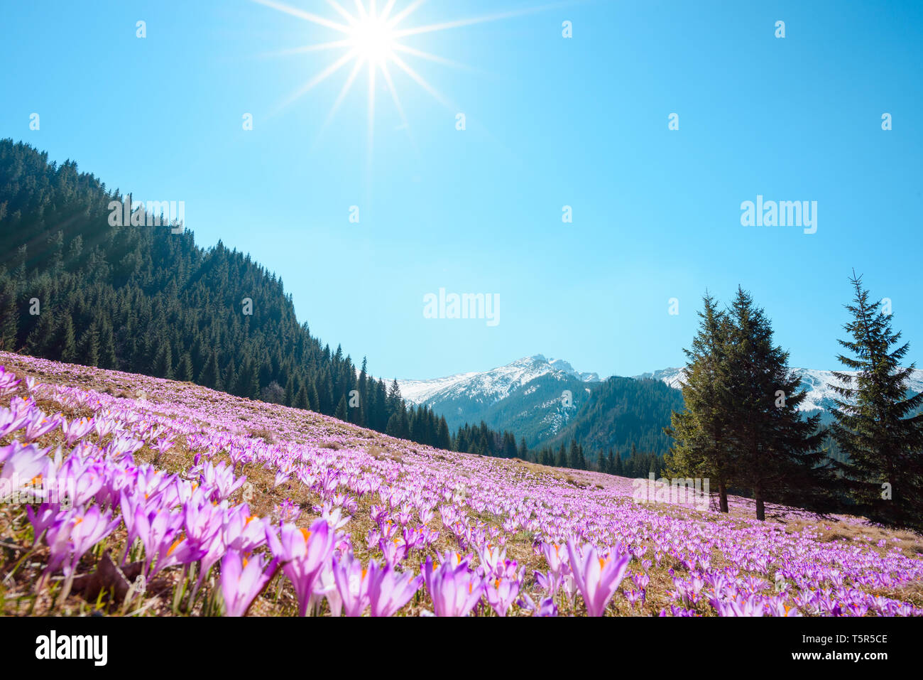 Wild crocuses blooming in the mountains Stock Photo