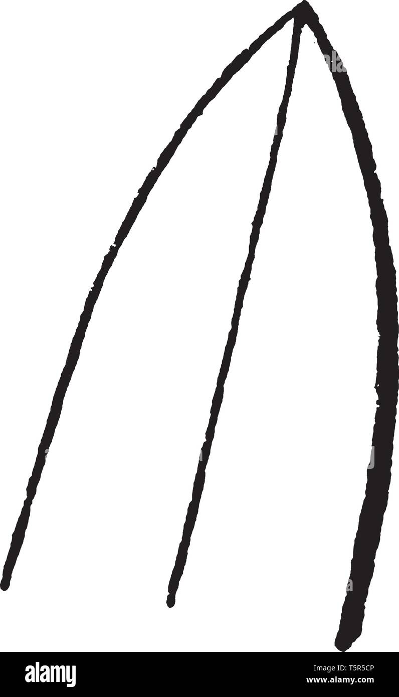 A picture showing Acute also known as terminating with a sharp point