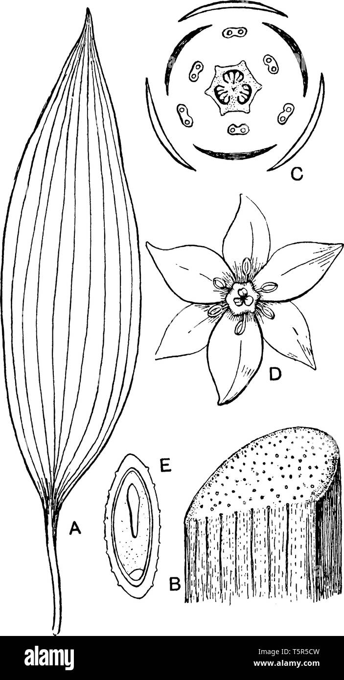 This picture is showing different parts of Monocotyledonous Morphology plant like its stem, flower & leaf etc., vintage line drawing or engraving illu Stock Vector