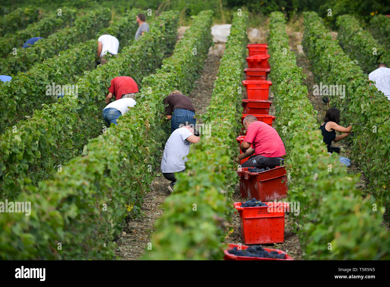 Grape harvest in the Champagne department, in Charly-sur-Marne (northern France). Grape harvester between rows of vines *** Local Caption *** Stock Photo