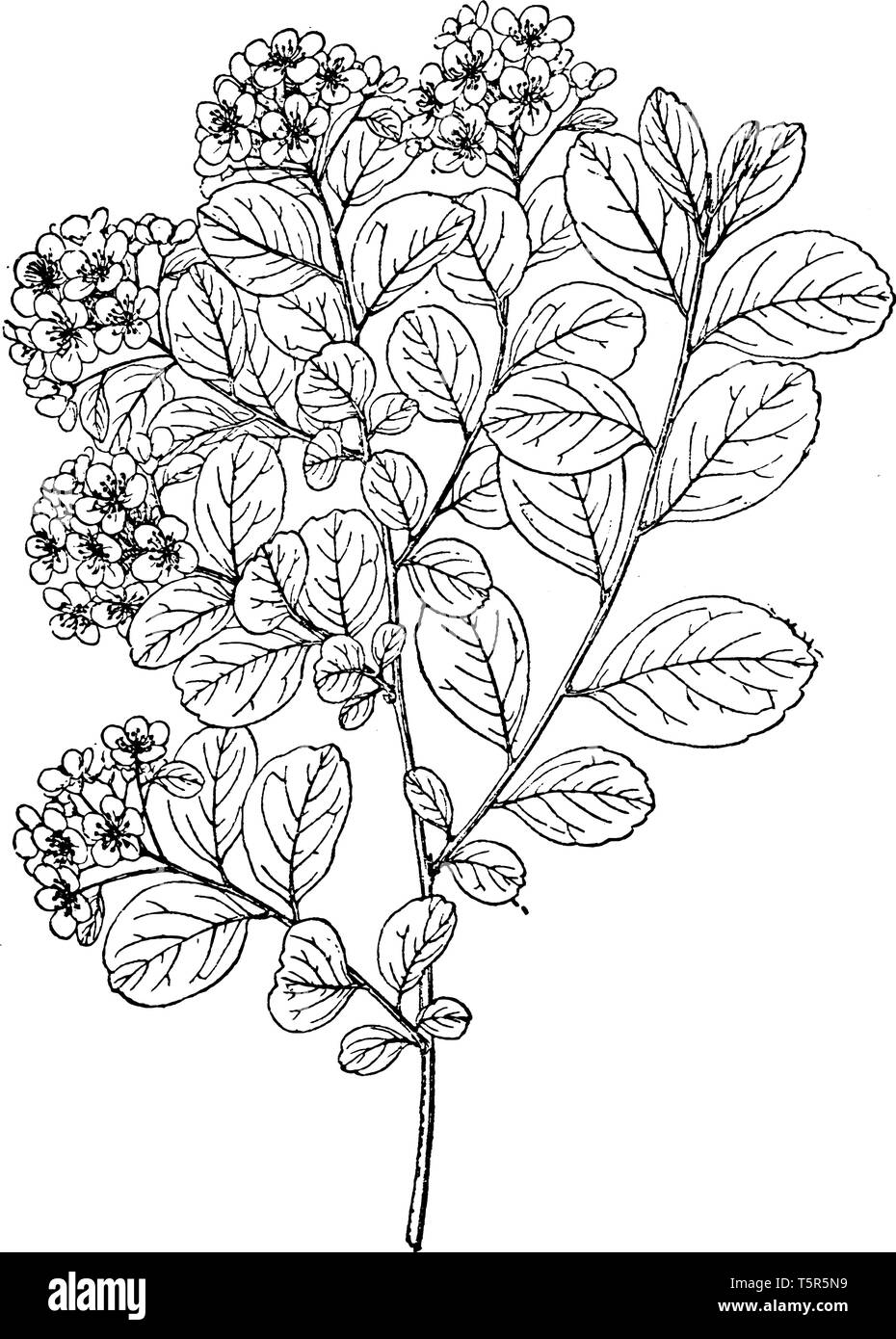 A picture shows branch of Nipponica Spiraea Plant. Leaves are small, pink, flat and having hairs on it and there is bunch of flowers at its apex. It i Stock Vector
