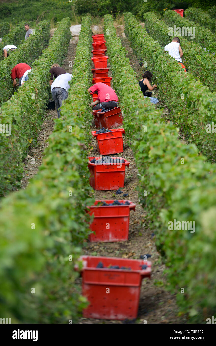 Grape harvest in the Champagne department, in Charly-sur-Marne (northern France). Grape harvester between rows of vines *** Local Caption *** Stock Photo