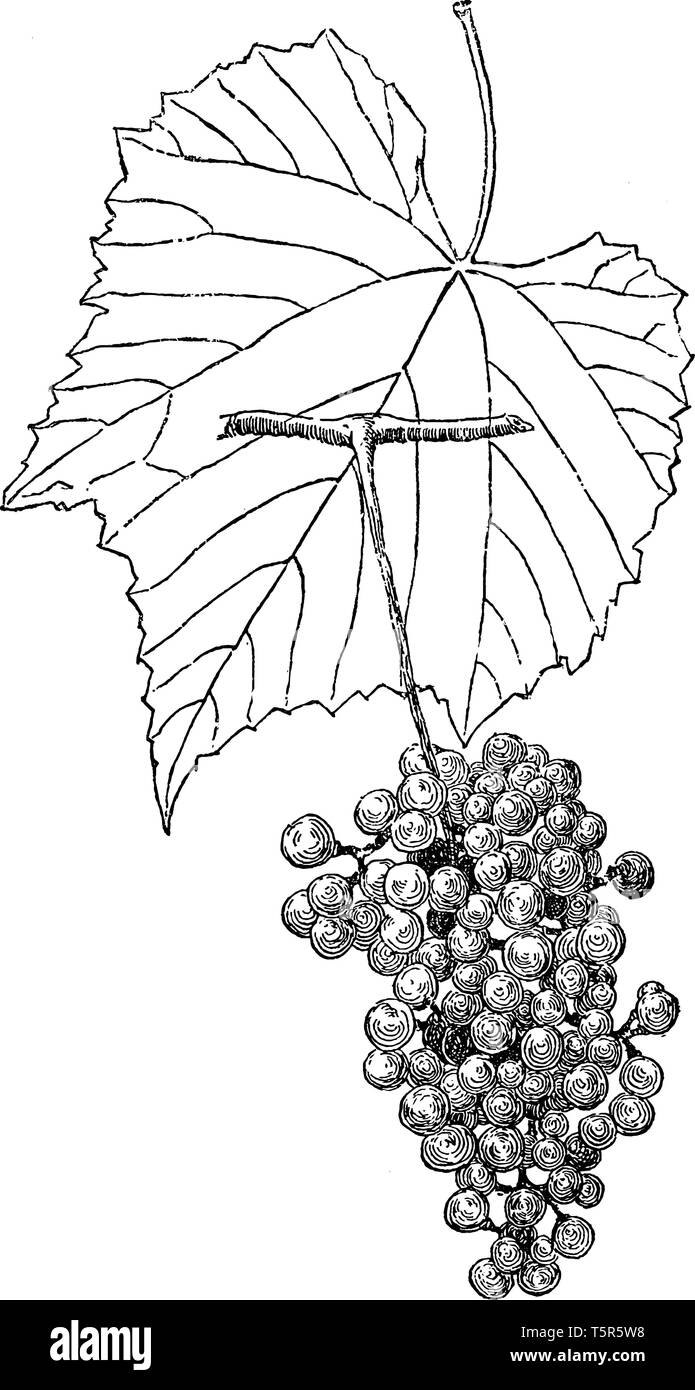 Vitis Berlandieri is a species of grapes. Fruits grow in cluster. Leaves are green with 3 pointed lobes, vintage line drawing or engraving illustratio Stock Vector