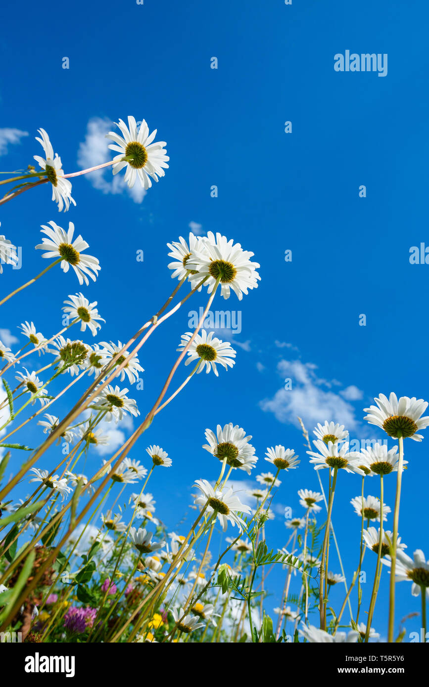 Daisy and spring flowers on meadow over the blue sky background Stock ...