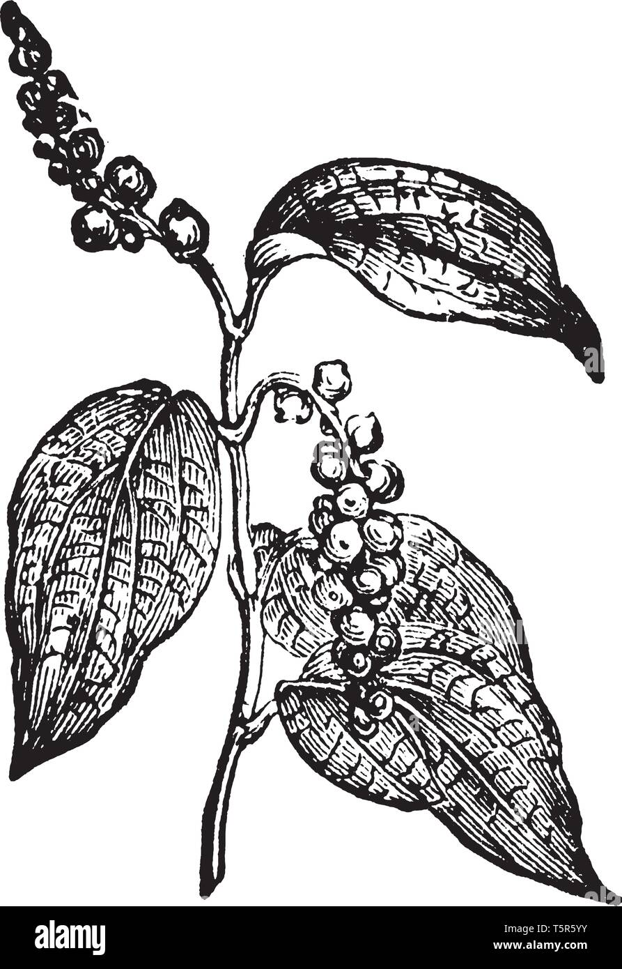 Black pepper is a flowering vine in the family Piperaceae. Seed spirally arranged on stem. Leaves are ovoid shaped, vintage line drawing or engraving  Stock Vector