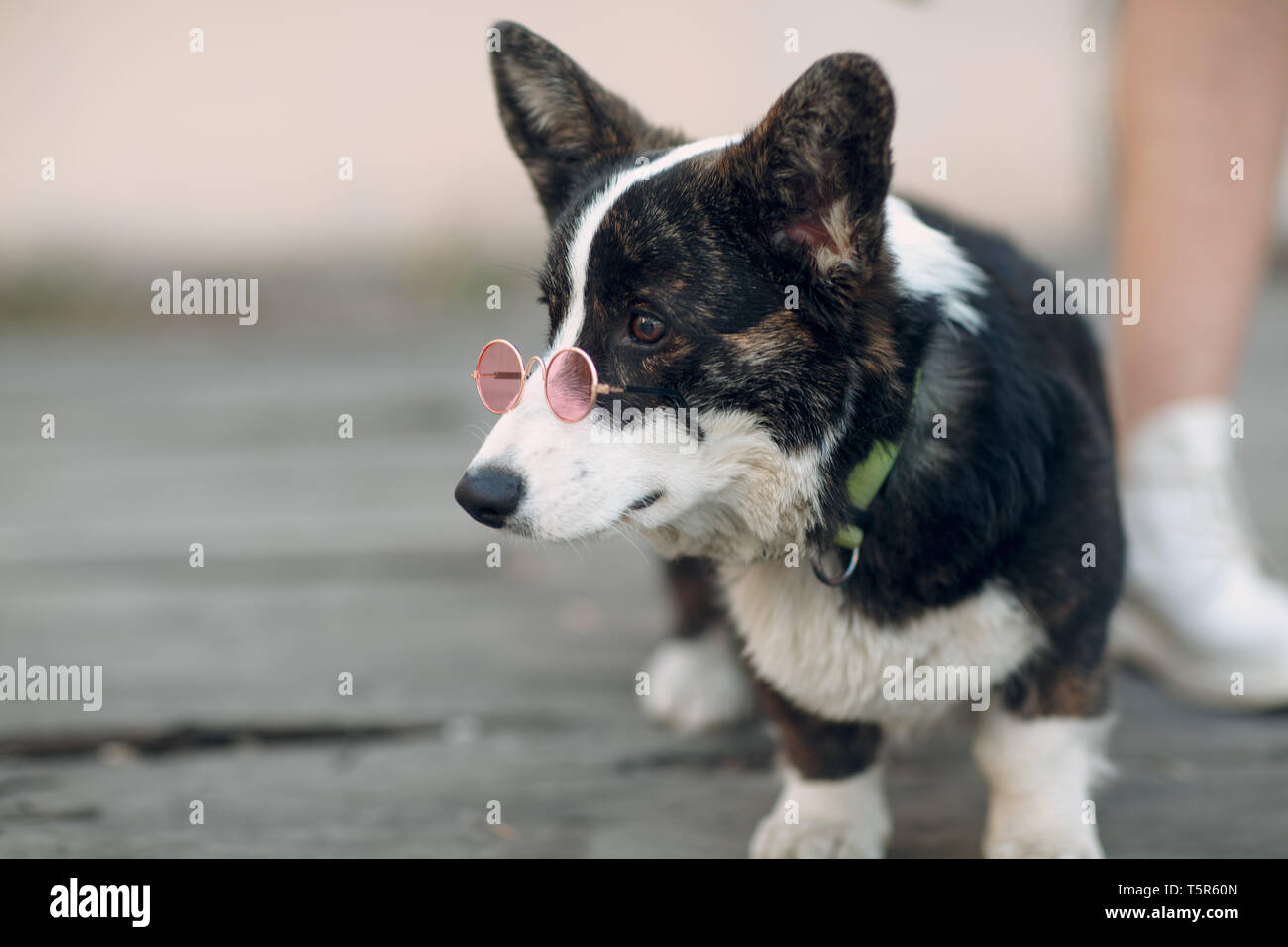 Corgi welsh cardigan puppy dog in pink goggles glasses Stock Photo
