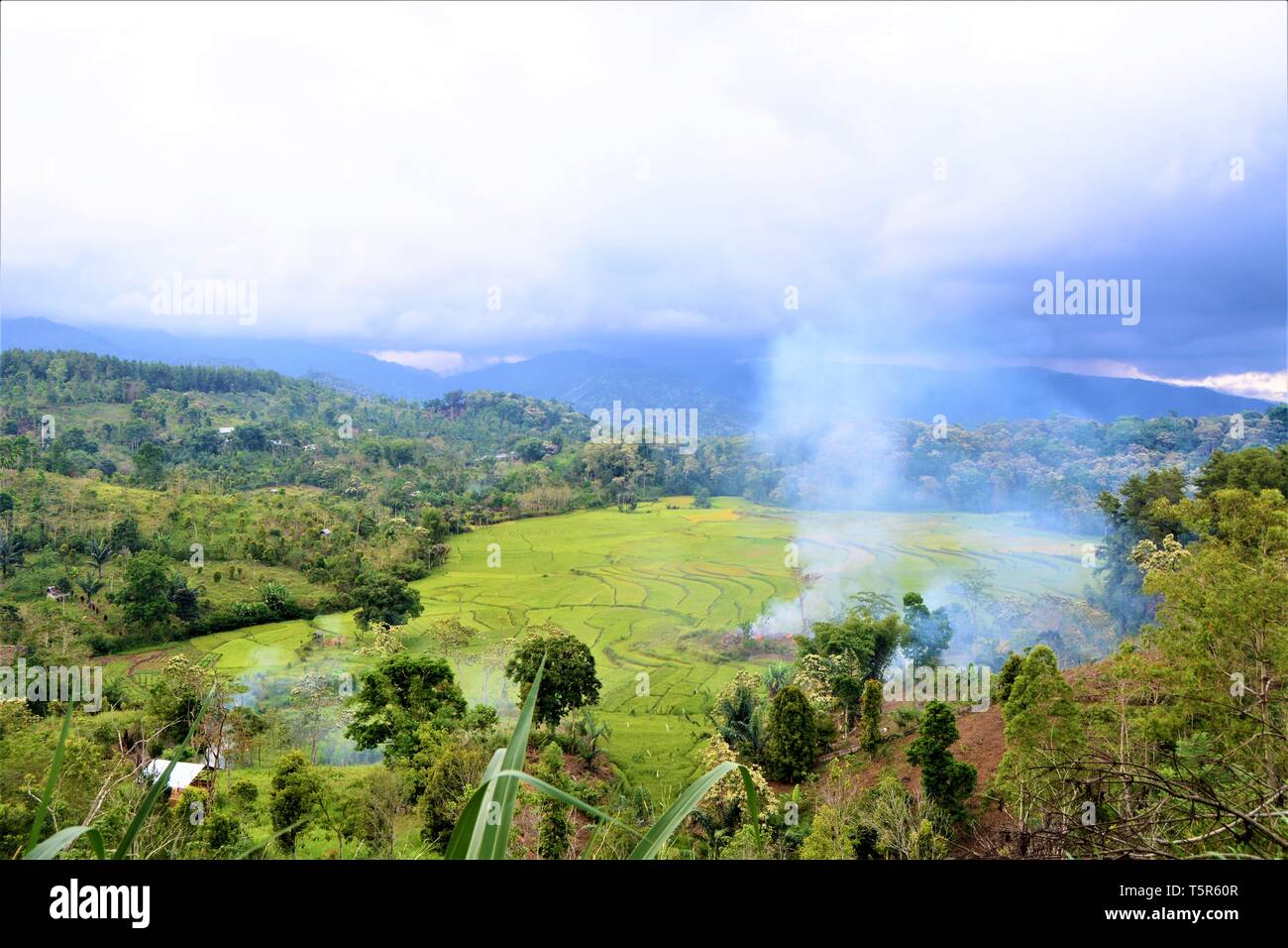 views of rice fields around the valley Stock Photo - Alamy