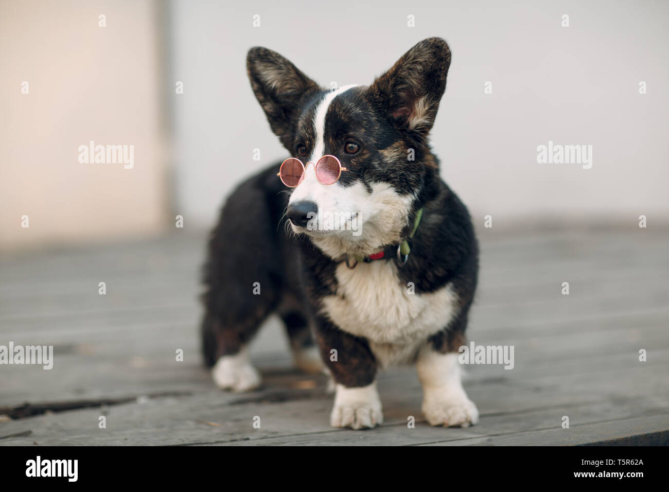 Corgi welsh cardigan puppy dog in pink goggles glasses Stock Photo