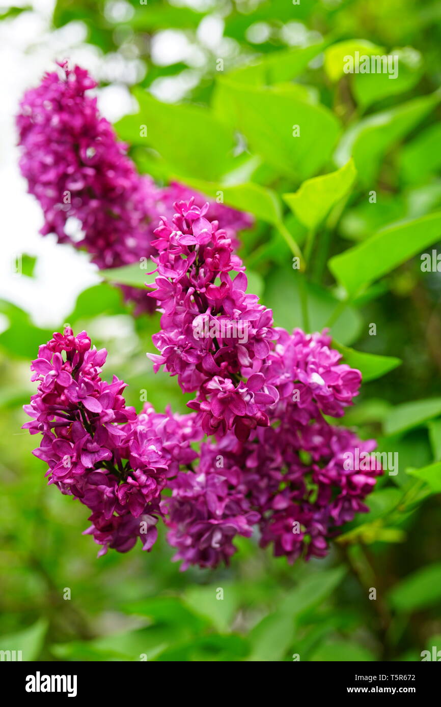 Purple flower clusters of fragrant lilac (syringa) Stock Photo
