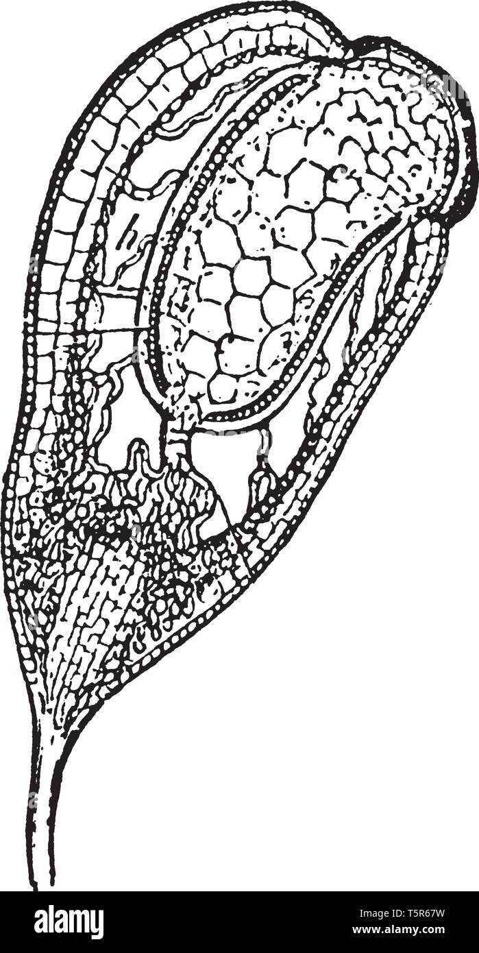 A picture of Funaria hygrometrica showing the median longitudinal section of a capsule, with the seta gradually widening into the apophysis at its bas Stock Vector