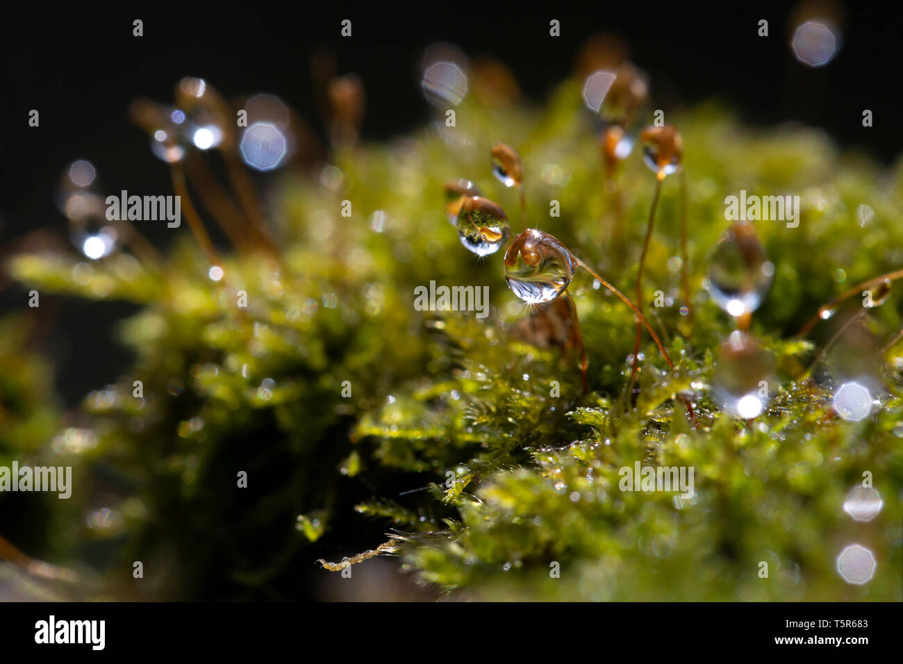 Hypnum moss cypress with dew in the forest. Close-up, bokeh. Stock Photo
