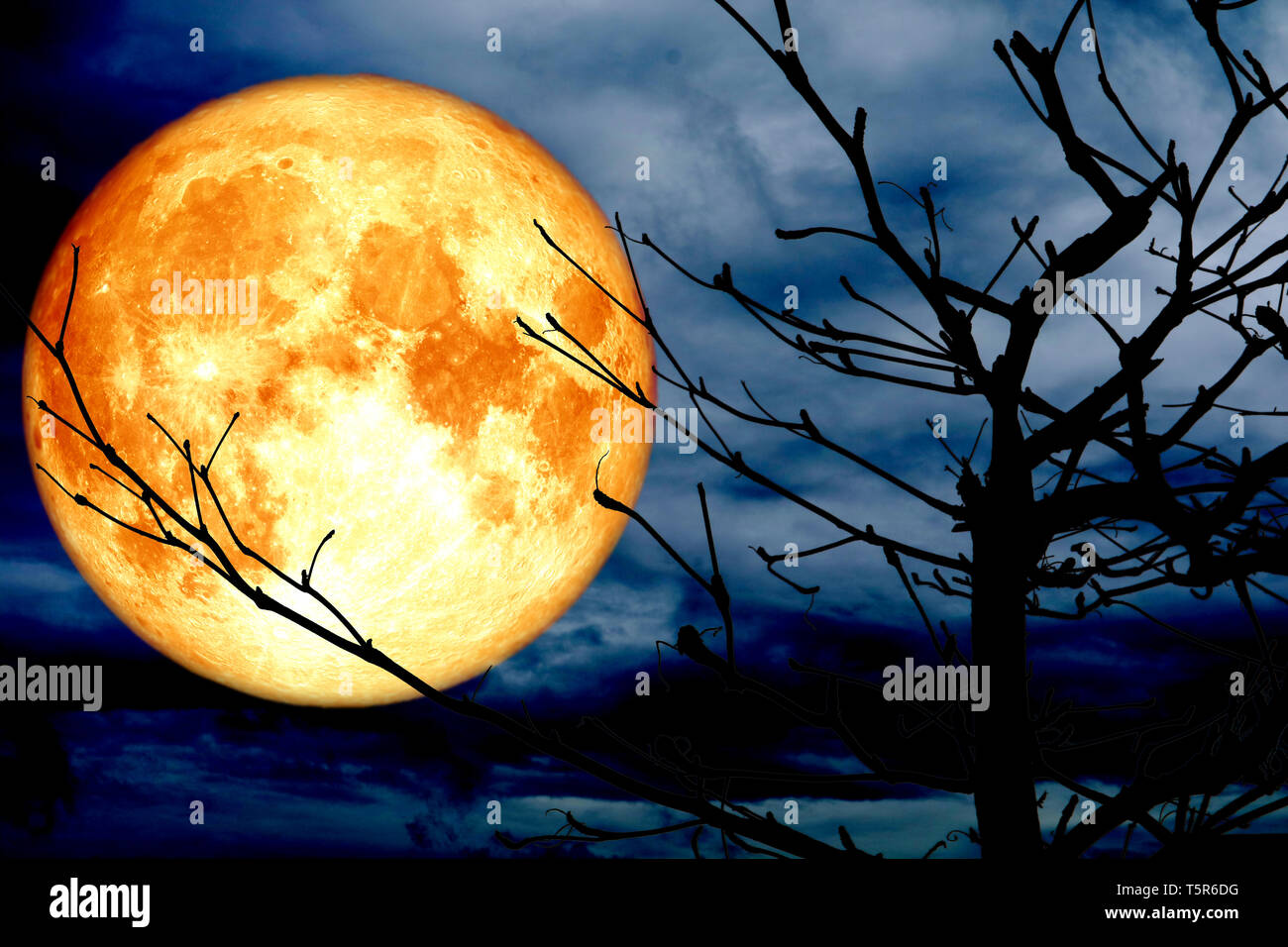 super blood moon back silhouette branch dry tree night blue cloud ...