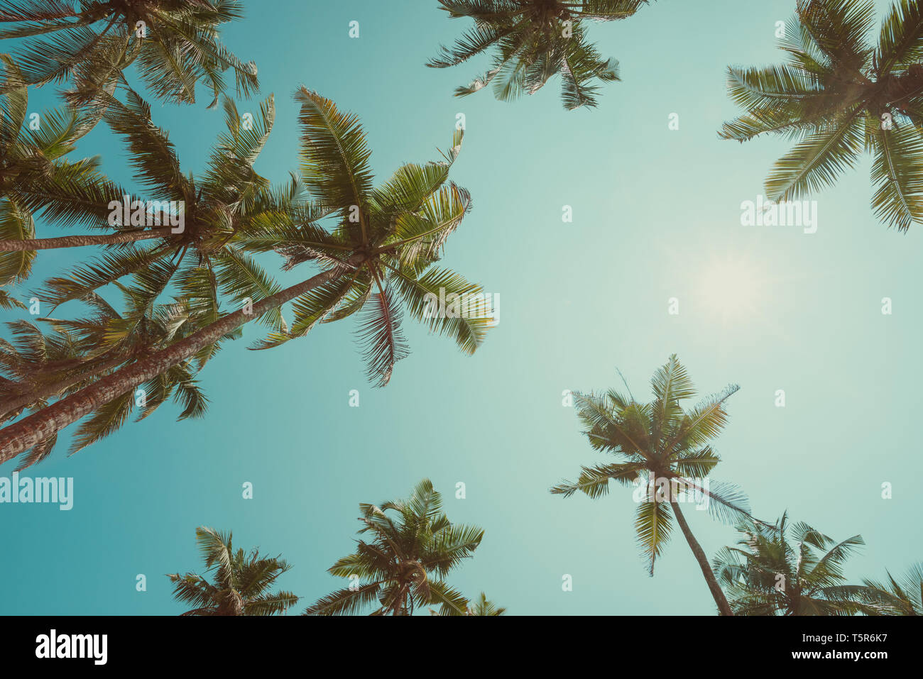 Palm trees with coconuts at clear sunny summer day vintage toned Stock ...