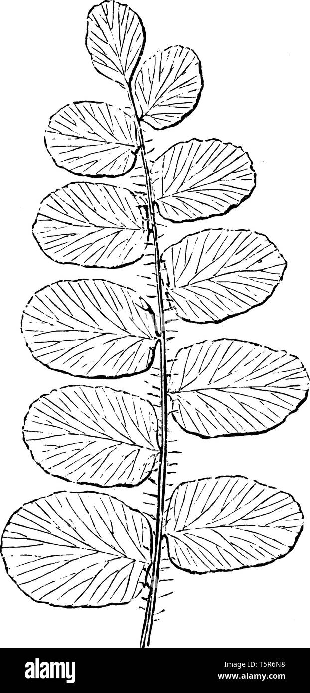 This is Pellaea Rotundifolia plant. Pellaea rotundifolia has round leaves. The fronds are long. There are ten to twenty leaves on each side of the ste Stock Vector