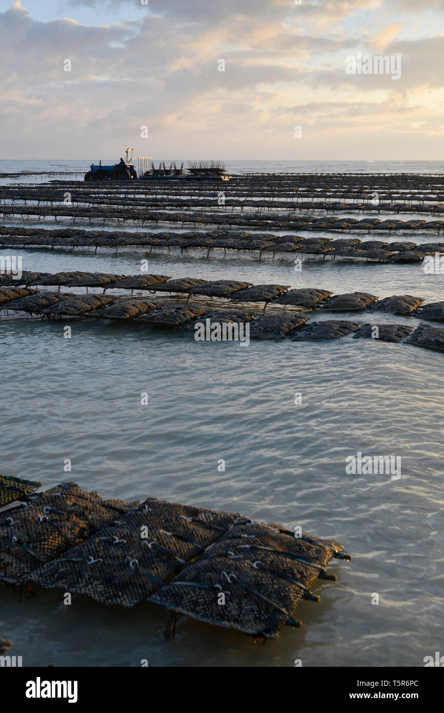 Oysters from Veules-les-Roses (Normandy, northern France), on the 'Cote d'Albatre' (Norman coast). Oyster farmers in the middle of oyster beds *** Loc Stock Photo