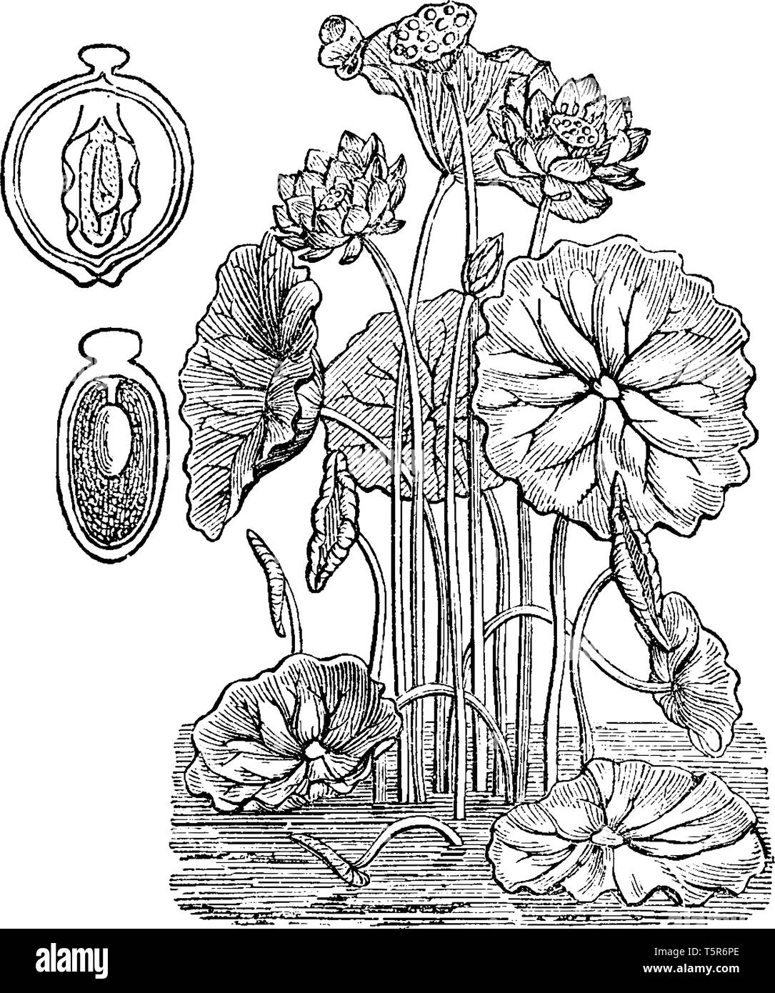 This image shows the structure of seed of a Lotus plant. Its leaves can